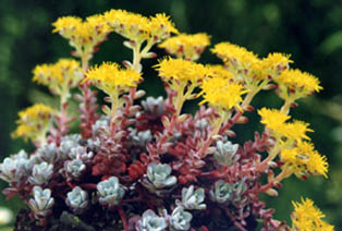 Sedum spatulifolium 'purpureum'